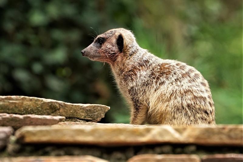 bdFoto 29.JPG - Artis en de hortus botanicus